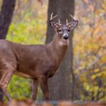 日本系列第1页 p0fhgy0